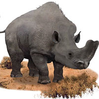 Embolotherium: Loài tê giác sở hữu chiếc sừng giống như loài bọ hung