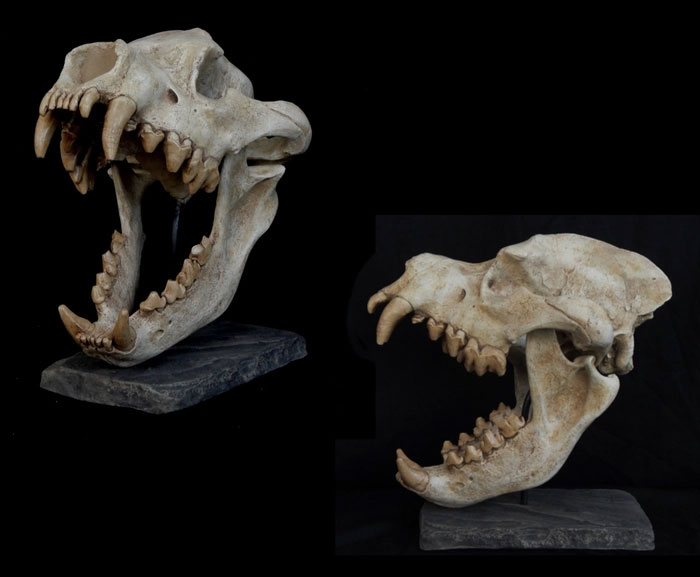Dinocrocuta: Loài linh cẩu được mệnh danh là quái thú săn tê giác