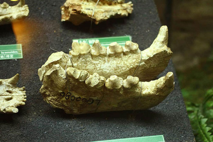 Dinocrocuta: Loài linh cẩu được mệnh danh là quái thú săn tê giác