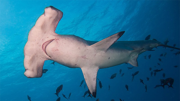 Phát hiện mới về loài cá mập búa làm choáng váng giới khoa học
