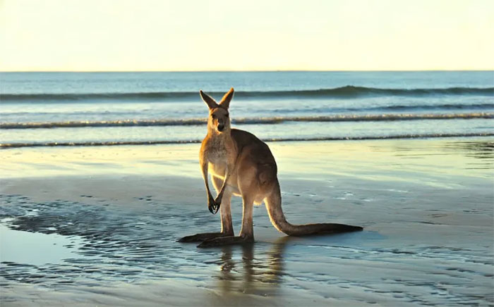 Phần thân dưới của kangaroo rất khác so với các loài động vật khác. 