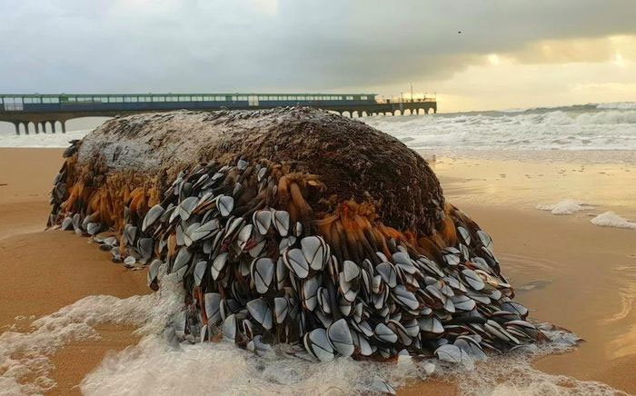 Khúc gỗ phủ đầy hà ngỗng quý hiếm trôi dạt vào bờ biển