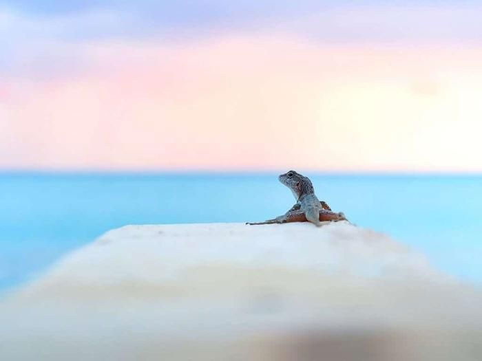 Thằn lằn đô thị đang 