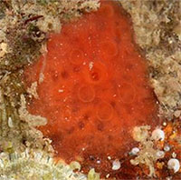 Nhóm nghiên cứu tại Đại học British Columbia tìm thấy hợp chất chống Covid-19 trong bọt biển