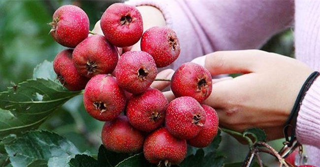 2 loại quả vừa là "vua loại bỏ huyết khối", vừa là "khắc tinh của ung thư": Ăn tươi hay ngâm nước đều được