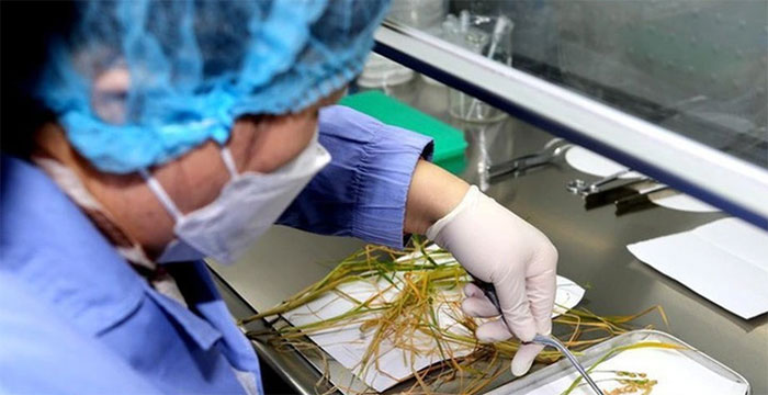 Trung Quốc thử nghiệm nhân giống cây trồng trên vũ trụ