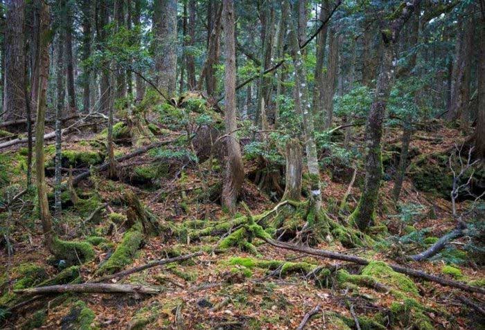 Aokigahara: Khu rừng bí ẩn ở Nhật Bản