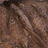 Tìm thấy xác ướp cá sấu bị chặt đầu bí ẩn trong mộ cổ Ai Cập