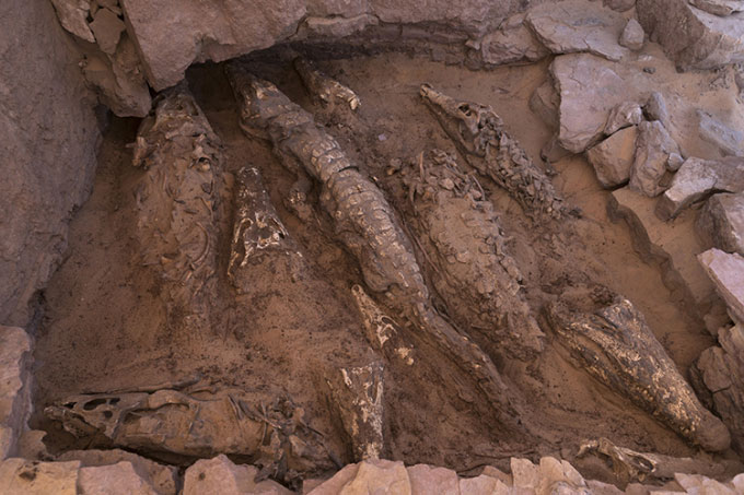 Tìm thấy xác ướp cá sấu bị chặt đầu bí ẩn trong mộ cổ Ai Cập - KhoaHoc.tv