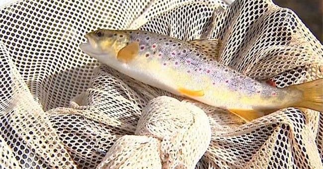 Ăn một con cá tự nhiên ở Mỹ tương đương việc uống nước bẩn cả tháng trời