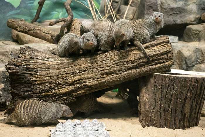 Tại sao cầy mangut mẹ không thể nhận ra con của chính mình đẻ ra?