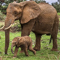 Loài voi có thể là "chìa khóa" để cứu Trái đất