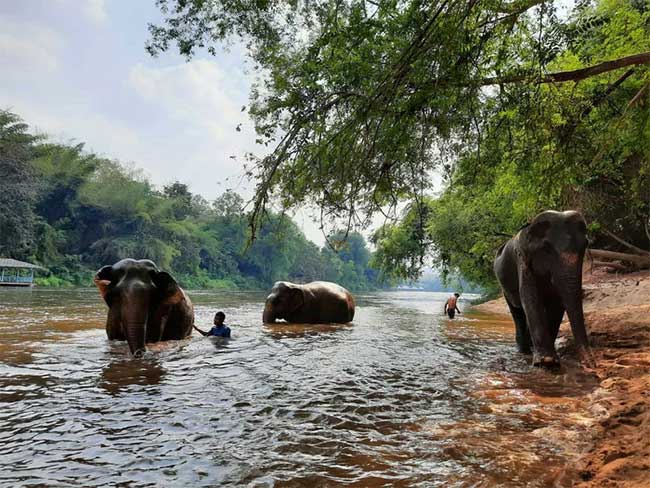 Loài voi có thể là 