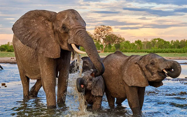 Loài voi có thể là “chìa khóa” để cứu Trái đất