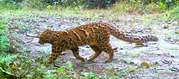 Top 11 loài mèo quý hiếm nhất thế giới