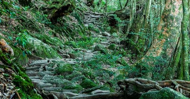 Hòn đảo mưa quanh năm suốt tháng, cây cổ thụ nghìn năm tuổi mọc san sát như thế giới thần tiên
