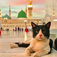 Vị trí không ngờ của mèo với Hồi giáo và thế giới Ả rập