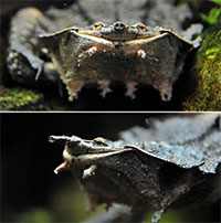 Vì sao loài rùa kỳ quặc này luôn "nở nụ cười" trên môi?