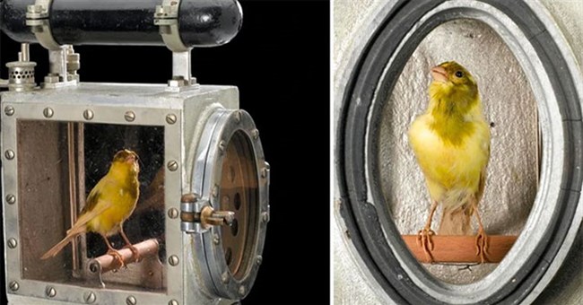 Vì sao chim hoàng yến thường được mang vào bên trong các mỏ than?