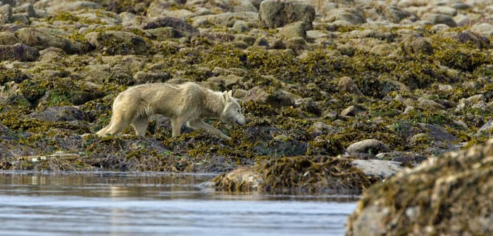 Những con sói ở Alaska đã ăn gì sau khi săn hết tất cả những con nai?