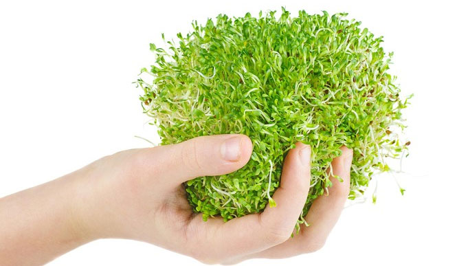 Nông nghiệp vũ trụ: Loài thực vật nào có thể trồng trên sao Hỏa?