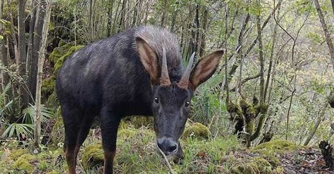 Đi kiểm tra rừng, bỗng dưng phát hiện "thần thú" thiên mã kỳ lạ