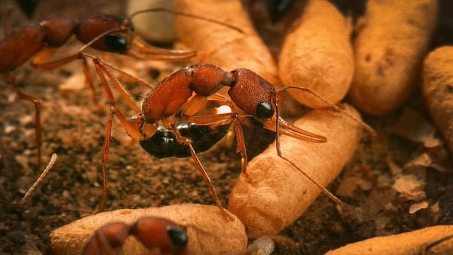 Vì sao kiến chúa sống lâu? Chuyên gia phát hiện bí quyết không ngờ!