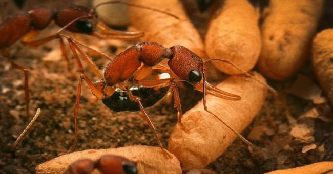 Vì sao kiến chúa sống lâu? Chuyên gia phát hiện bí quyết không ngờ!