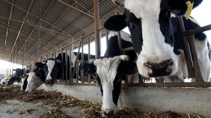 Trung Quốc nhân bản thành công 3 con bò siêu sữa