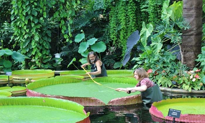 Hoa súng Victoria boliviana ở vườn bách thảo Kew. 