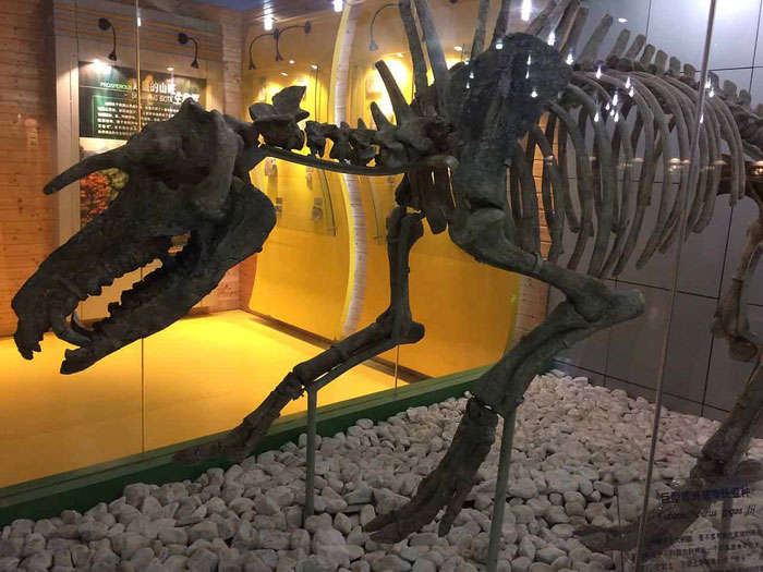 Kubanochoerus gigas: Loài lợn cổ xưa có sừng giống như kỳ lân trong thần thoại