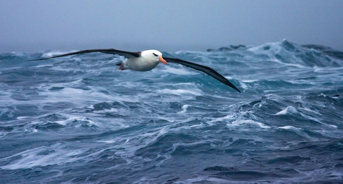  Loài chim Albatross lướt và bay trên bề mặt các vùng nước để tiết kiệm năng lượng