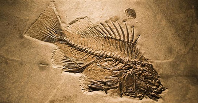 Tại sao trên dãy Himalaya lại có hóa thạch của loài cá?