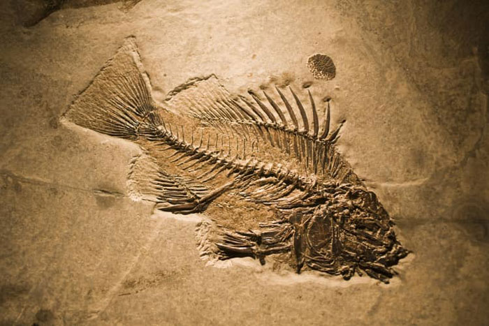 Hóa thạch cá