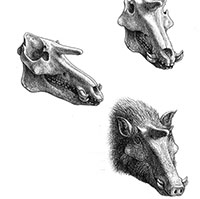 Kubanochoerus gigas: Loài lợn cổ xưa có sừng giống như kỳ lân trong thần thoại