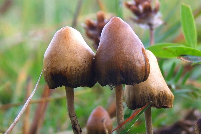 Nấm thức thần (magic mushroom) có chứa các hoạt chất gây ảo giác MDMA và psilocybin.