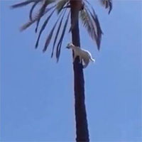 Video: Dê bị “thần khỉ nhập”, trèo lên cây cọ cao chót vót