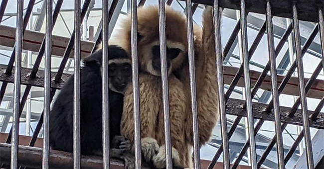 Giải mã bí ẩn vượn cái tự mang thai tại vườn thú Nhật Bản