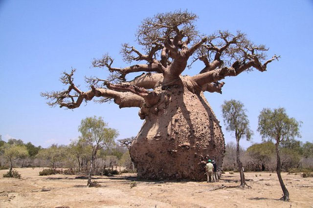 Nhấn vào ảnh để phóng to Cây baobab