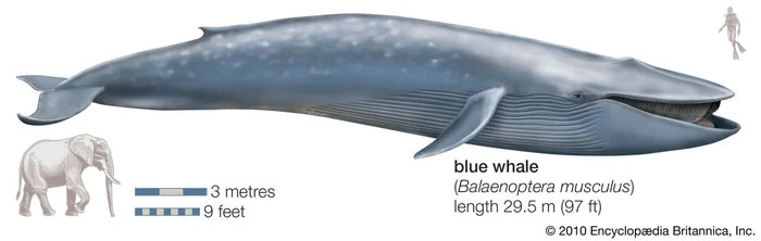 Cá voi xanh (Balaenoptera musculus) là loài động vật lớn nhất từng tồn tại trên Trái Đất.