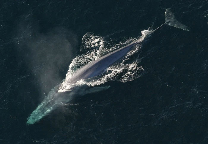 Âm thanh do cá voi xanh tạo ra cũng to đến mức không tưởng