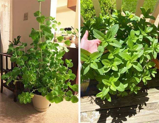 Top 8 loại cây cảnh có thể giúp cân bằng độ ẩm trong nhà