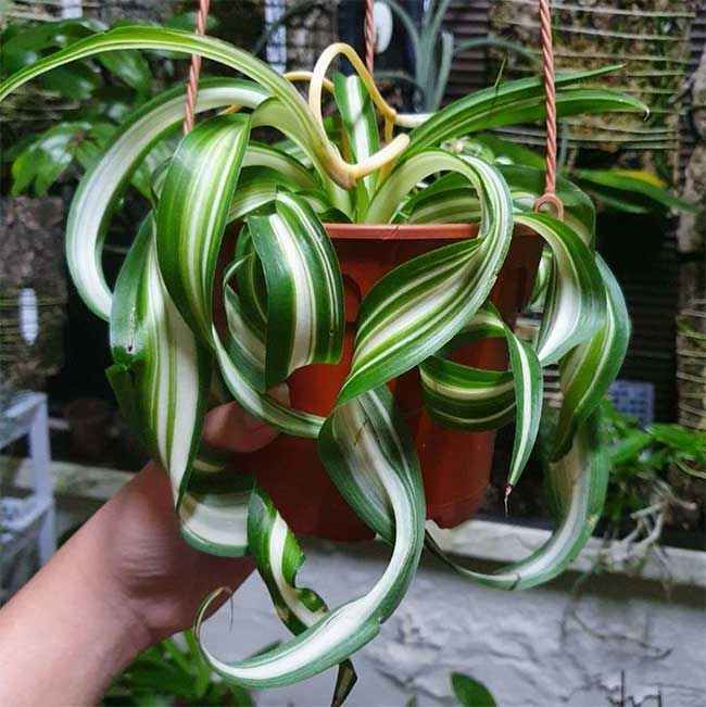 Top 8 loại cây cảnh có thể giúp cân bằng độ ẩm trong nhà