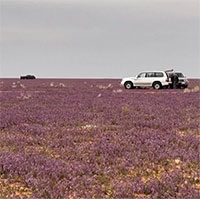 Hoa oải hương nở tím sa mạc khô cằn ở Arab Saudi