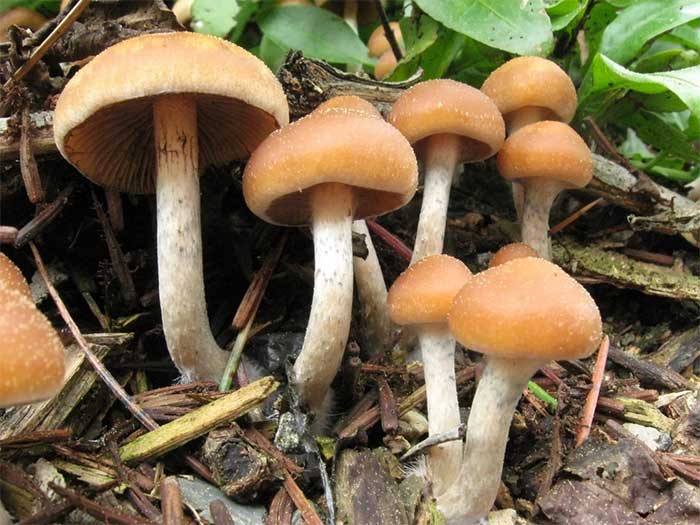 Top 4 loại nấm cực độc thường gặp ở Việt Nam