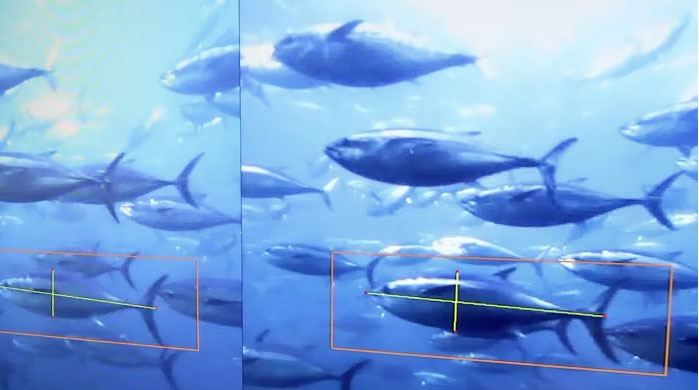 Sử dụng máy quay video và AI để đo kích thước của cá