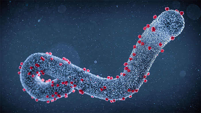 Virus Marburg gây tử vong cao nhưng không dễ lây