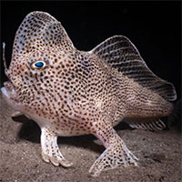 Nhiếp ảnh gia Pháp chụp được hình loài cá kỳ dị đi bằng tay