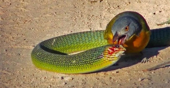 Loài chim sát thủ chọc mù mắt và hạ gục rắn độc Châu Phi trong chớp mắt