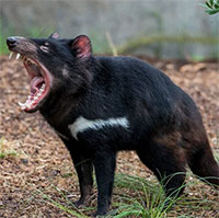 Tại sao loài động vật được mệnh danh là "ác quỷ" này lại được Úc coi nó là báu vật quốc gia?